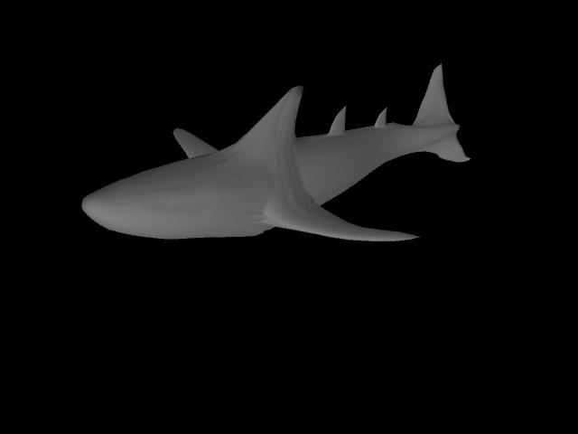 Basic Shark